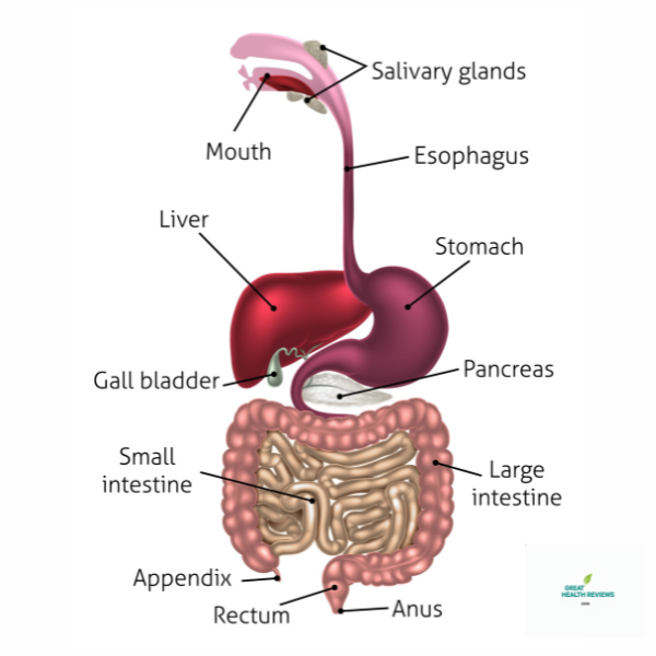 Human Digestive System